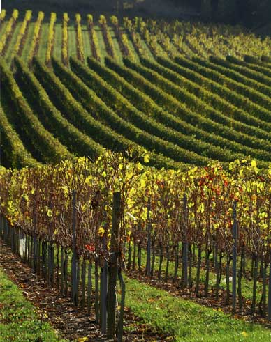 vignoble